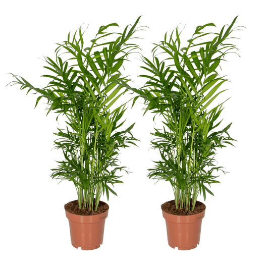 Pflanzen Set - 2 Pflanzen - Palmlilie - Chamaedorea Elegans - ↑40cm - Ø12 cm