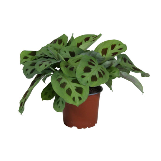 Pfeilwurz – Maranta Leuconeura 'Kerchoveana' – ↑30 cm – Ø12 cm