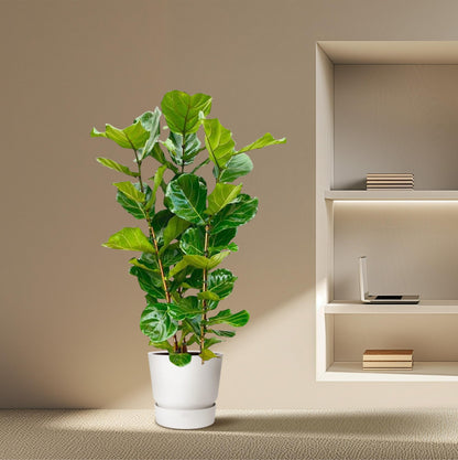 Geigenfeige – Ficus lyrata – 160 cm – Ø30 cm - Plantabulous