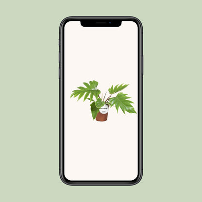 Philodendron Mayoi - Ø15cm - ↕35cm - Plantabulous