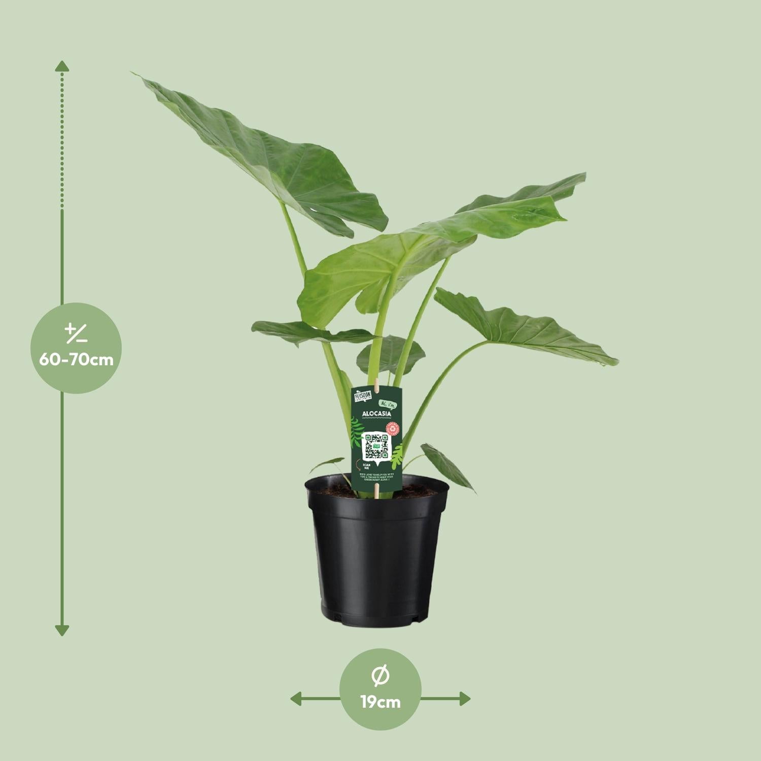 Pfeilblatt – Alocasia Macrorrhiza – 70 cm – Ø19 cm - Plantabulous