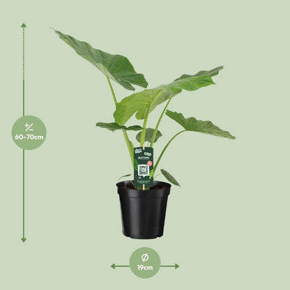 Pfeilblatt – Alocasia Macrorrhiza – 70 cm – Ø19 cm - Plantabulous
