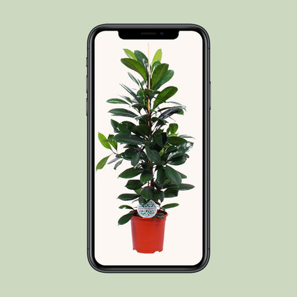 Ficus Cyathistipula - Ø21cm - ↕105cm - Plantabulous