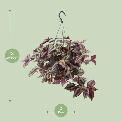Dreimasterblume – Tradescantia 'Zebrina Violet' – ↑25 cm – Ø17 cm