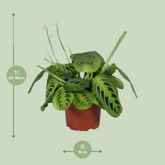 Pfeilwurz – Maranta Leuconeura 'Fascinator Lemon Lime' – ↑30 cm – Ø12 cm