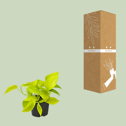 Efeutute – Epipremnum aureum 'Golden Pothos' – 15 cm – Ø12 cm - Plantabulous