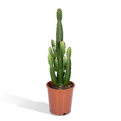 Wolfsmilch – Euphorbia Acrurensis – ↑60 cm – Ø24 cm