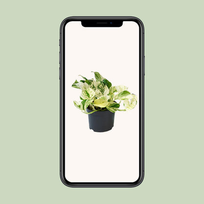 Efeutute – Epipremnum aureum 'Happy Leaf' – 15 cm – Ø12 cm - Plantabulous