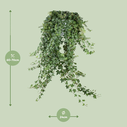 Hedera Helix Pitsburg - Hang/XXL - Ø24cm - ↕cm - Plantabulous