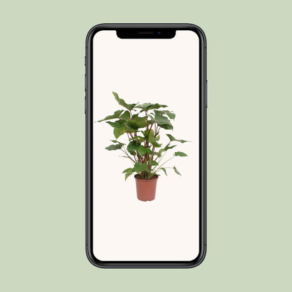 Homalomene – Homalomena Rubescens 'Maggy' – ↑90 cm – Ø24 cm