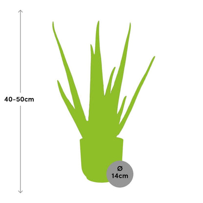 Aloe Vera 12cm in ELHO Vibes Fold 14cm geel - Plantabulous