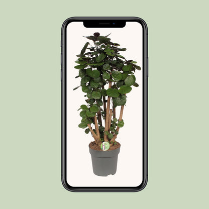 Zimmeraralie – Polyscias 'Fabian' – ↑90 cm – Ø24 cm