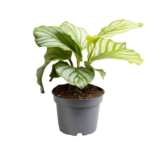 Calathea Orbifolia - Ø12cm - ↕25cm - Plantabulous