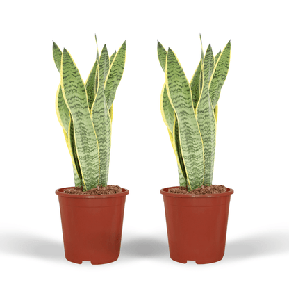 Pflanzen Set – 2 Pflanzen – Bogenhanf– Sansevieria 'Laurentii' – ↑40 cm – Ø14 cm