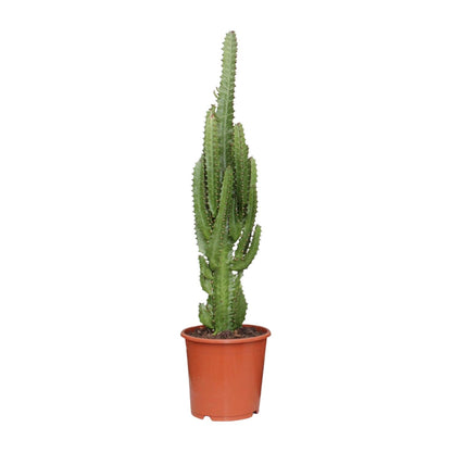 Euphorbia Trigona - Ø17cm - ↕70cm - Plantabulous