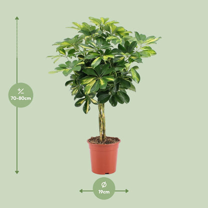 Schefflera Arboricola Gold Capella - Ø19cm - ↕75cm - Plantabulous