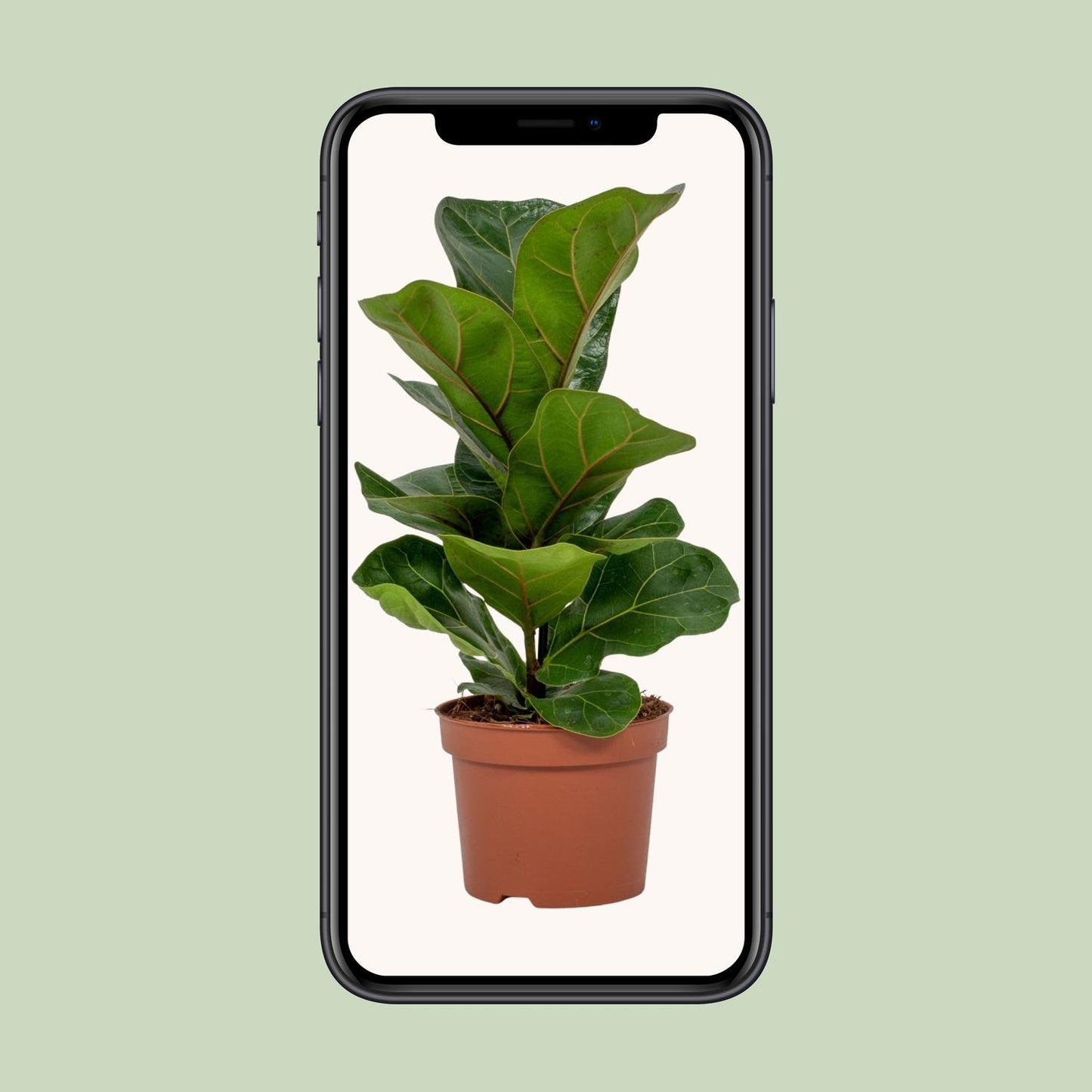 Geigenfeige - Ficus Lyrata - ↑30-60 cm - Ø12-17 cm