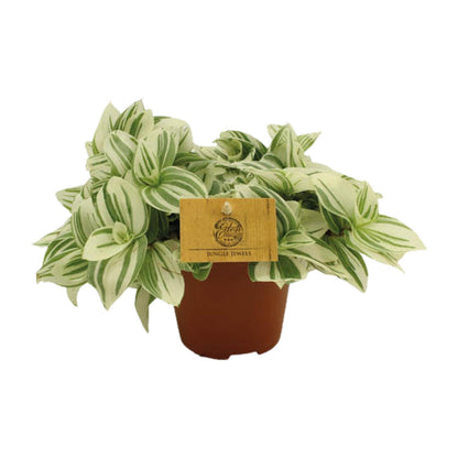 Tradescantia Brightness - Ø12 ↕20 - Plantabulous