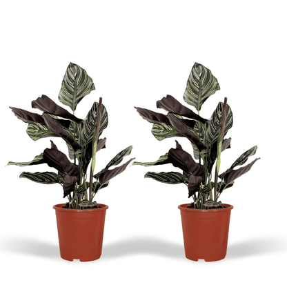 Pflanzen Set - 2 Pflanzen - Korbmarante - Calathea Ornata - ↑50cm - Ø14 cm