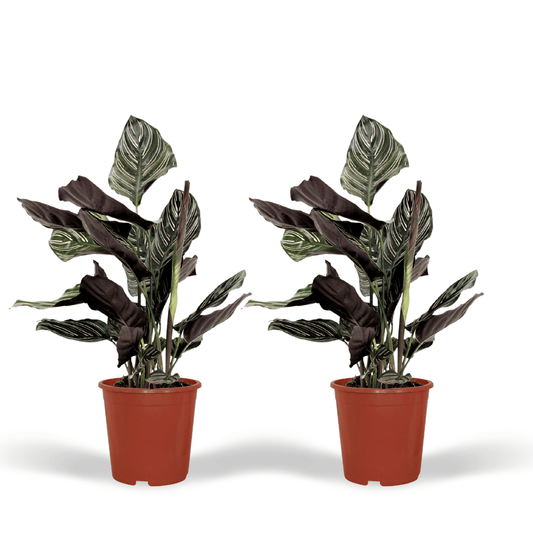 Pflanzen Set - 2 Pflanzen - Korbmarante - Calathea Ornata - ↑50cm - Ø14 cm