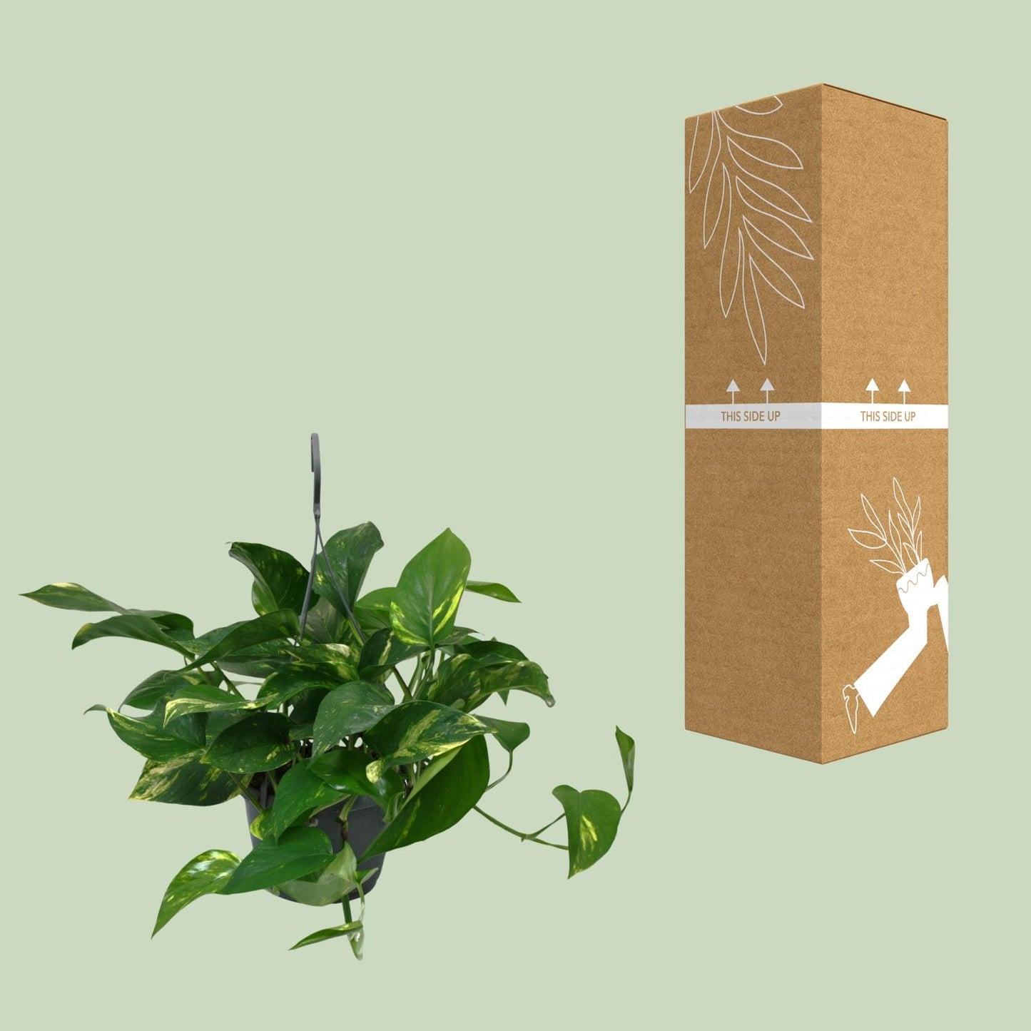 Scindapsus Epipremnum - Ø15cm - ↕45cm - Plantabulous