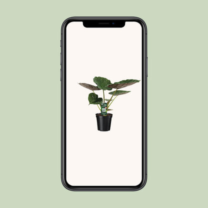 Pfeilblatt – Alocasia wentii – 70 cm – Ø19 cm - Plantabulous