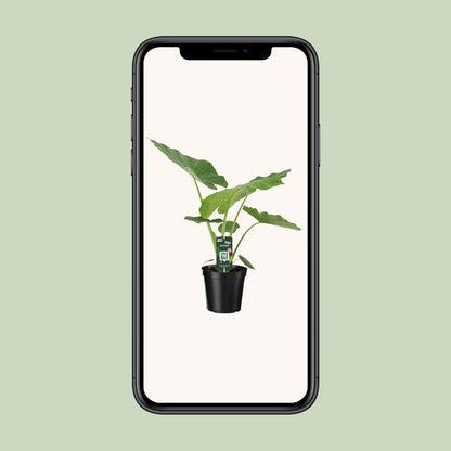 Pfeilblatt – Alocasia Macrorrhiza – 70 cm – Ø19 cm - Plantabulous