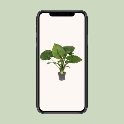 Pfeilblatt – Alocasia Gageana 'California' – ↑80 cm – Ø21 cm