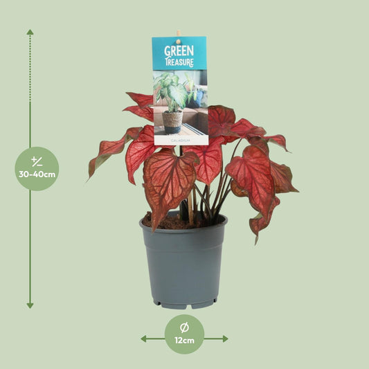 Caladium Rood - Ø12cm - ↑25cm