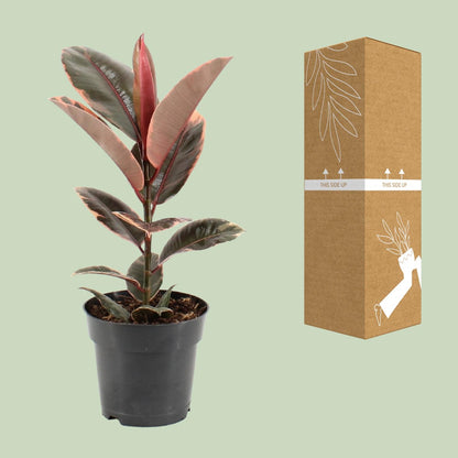 Gummibaum – Ficus 'Elastica Belize' – ↑55 cm – Ø17 cm