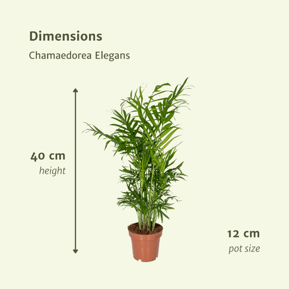 Pflanzen Set - 2 Pflanzen - Palmlilie - Chamaedorea Elegans - ↑40cm - Ø12 cm