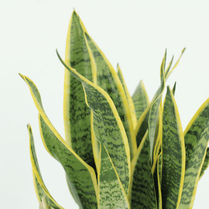 Pflanzen Set – 2 Pflanzen – Bogenhanf– Sansevieria 'Laurentii' – ↑40 cm – Ø14 cm