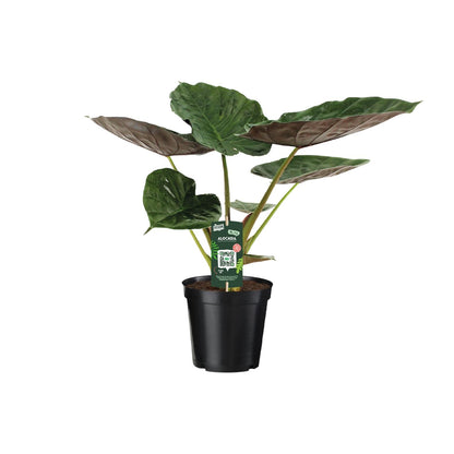 Pfeilblatt – Alocasia wentii – 70 cm – Ø19 cm - Plantabulous