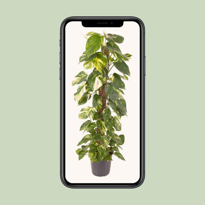 Efeutute – Epipremnum 'Pinnatum' – ↑120 cm – Ø24 cm