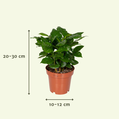 Überraschungsbox - 8 Pflanzen - ↑25cm - Ø12cm