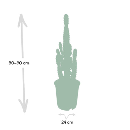 Wolfsmilch – Euphorbia Acrurensis – ↑60 cm – Ø24 cm
