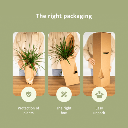 Pflanzen Set – 4 Pflanzen – verschiedene Höhen – Ø14–17 cm - Plantabulous