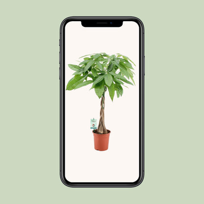 Pachira Aqautica - Ø19cm - ↕80cm - Plantabulous