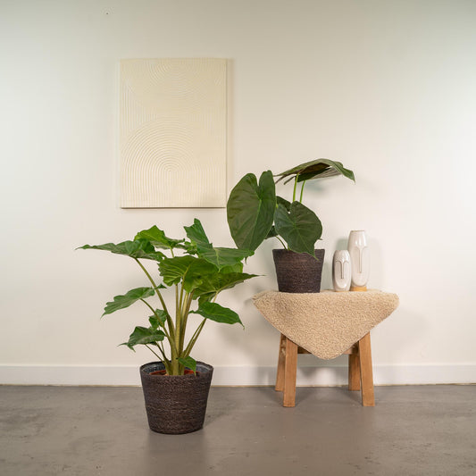 Pflanzen Set – 2 Pflanzen – Alocasia wentii – 60 cm – Ø19 cm – Alocasia portodora – 75 cm – Ø21 cm - Plantabulous