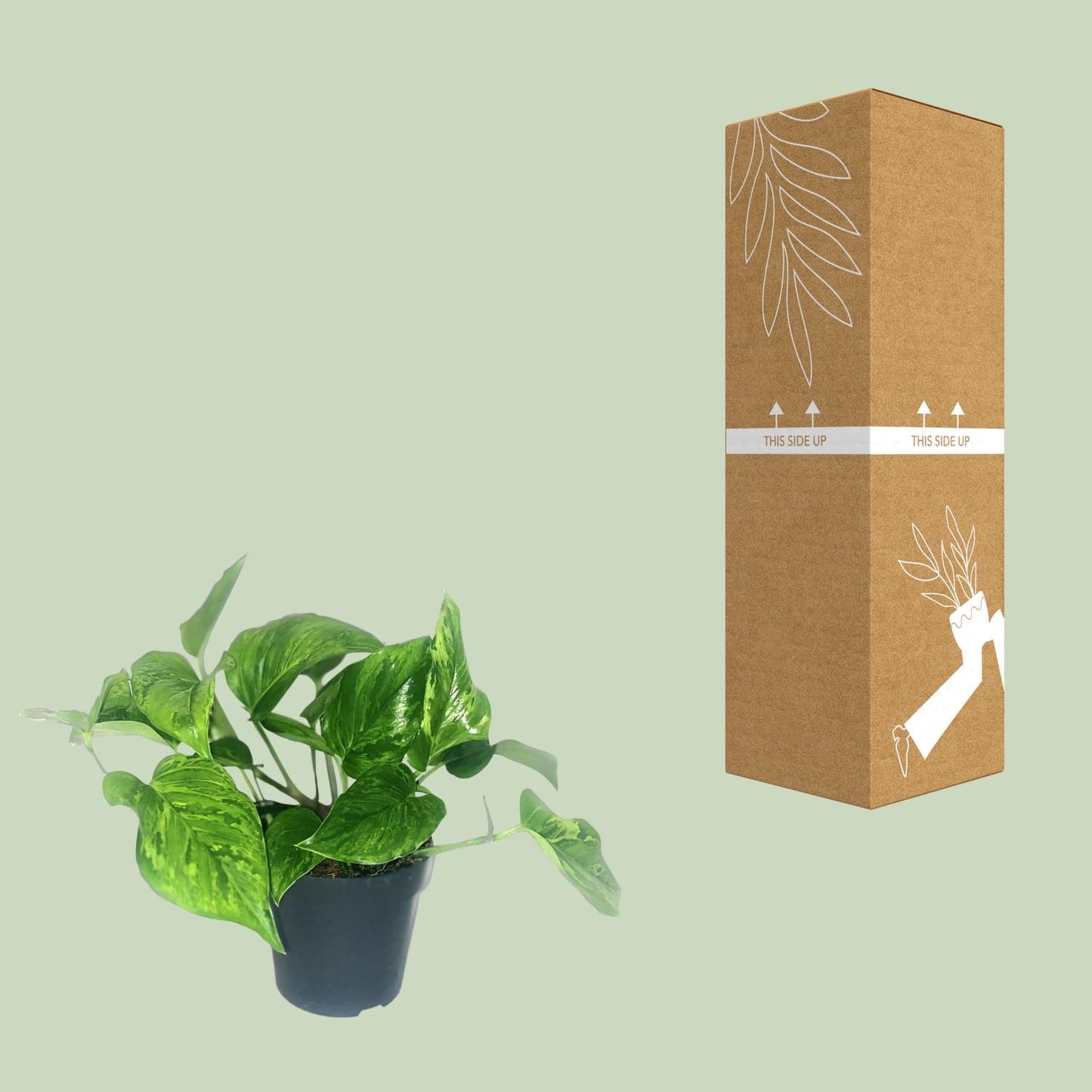 Scindapsus Pictus Trebie - Ø12cm - ↕20cm - Plantabulous