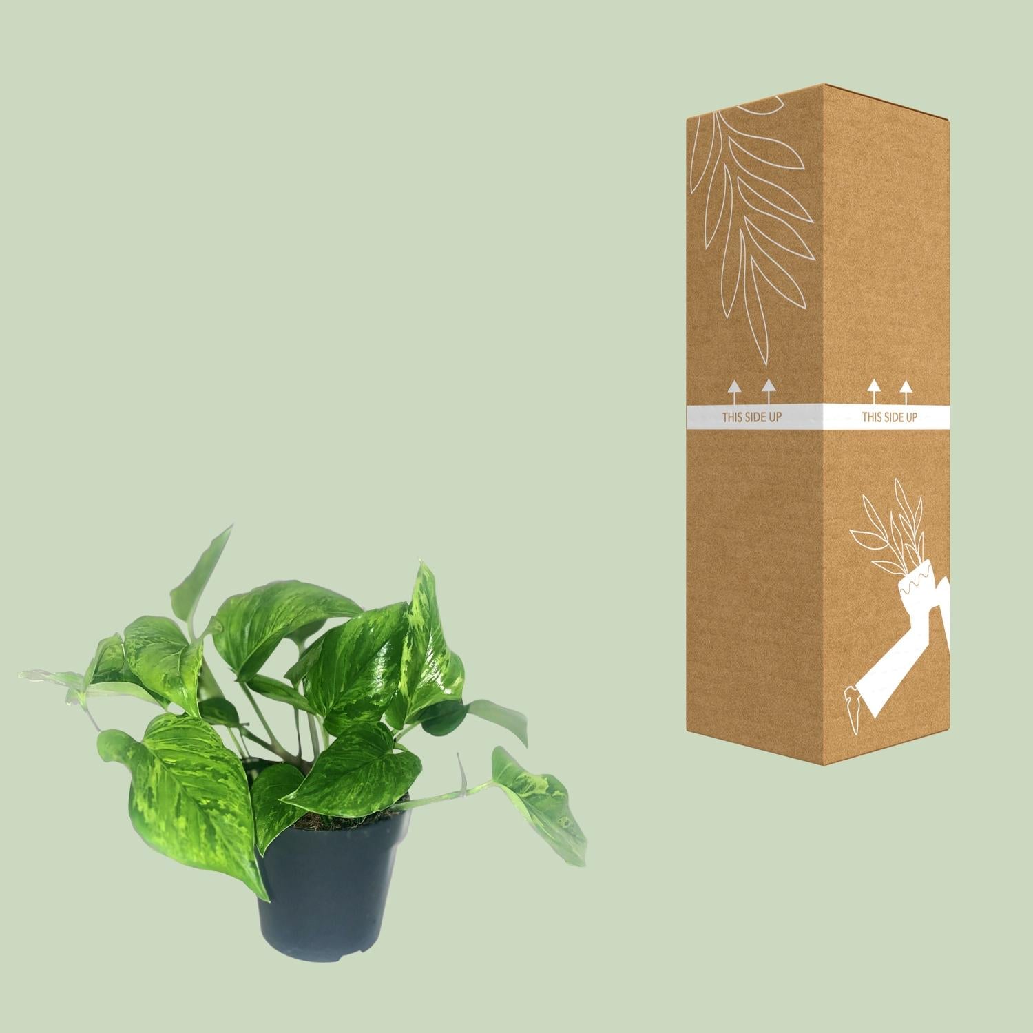 Scindapsus Pictus Trebie - Ø12cm - ↕20cm - Plantabulous
