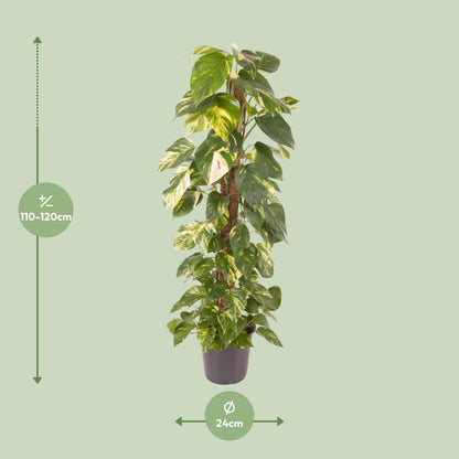 Efeutute – Epipremnum 'Pinnatum' – ↑120 cm – Ø24 cm