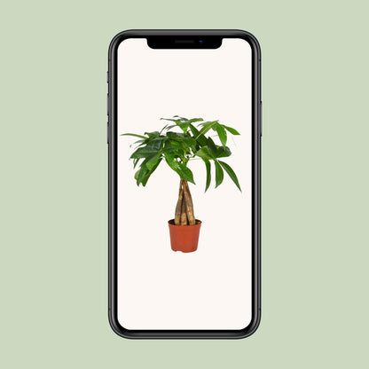 Pachira Aquatica - Ø12cm - ↕35cm - Plantabulous