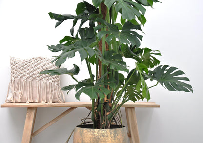 Fensterblatt – Monstera deliciosa – 150 cm – Ø27 cm - Plantabulous
