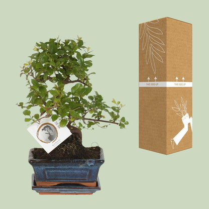 Bonsai – Sageretia theezans (S-Form) – 15 cm – Ø15 cm - Plantabulous