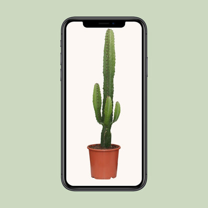 Wolfsmilch – Euphorbia acrurensis – 50 cm – Ø17 cm - Plantabulous