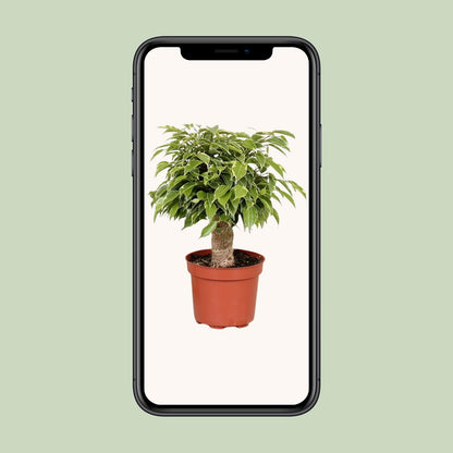 Ficus Benjamina Kinky - Ø12cm - ↕28cm - Plantabulous