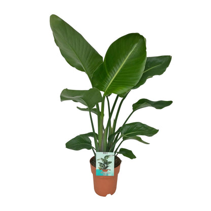 Paradiesvogelpflanze - Baum Strelitzie - Strelitzia nicolai – 90 cm – Ø19 cm - Plantabulous
