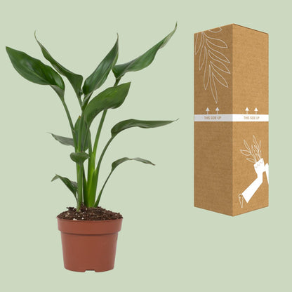 Strelitzia Reginae - Ø12cm - ↕35cm - Plantabulous