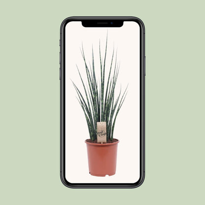 Bogenhanf – Sansevieria Fernwood 'Mikado' – ↑80 cm – Ø19 cm